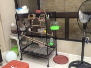 pandemic journey 2021 2